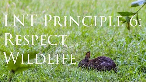 Leave No Trace: Respect Wildlife | Keep wild animals wild!