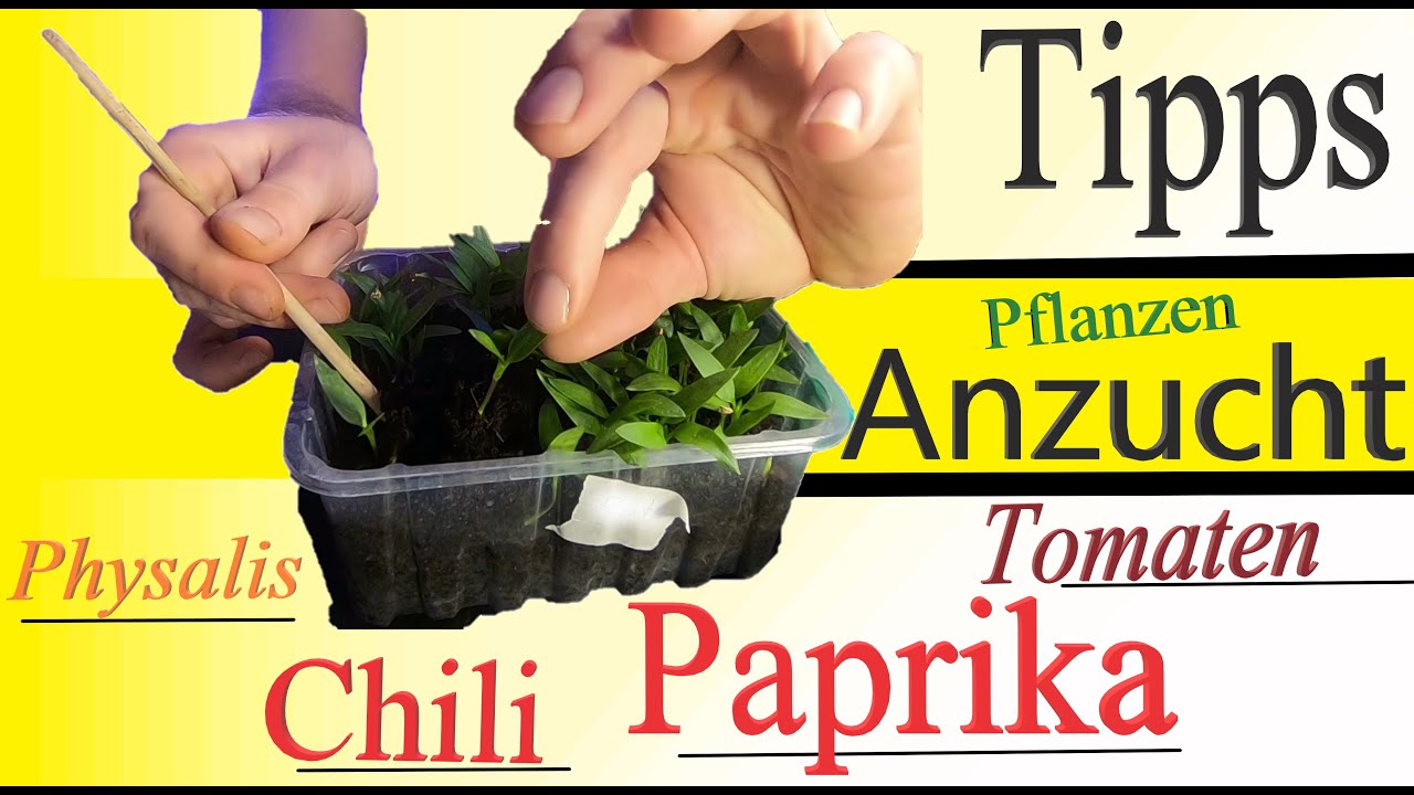 Jungpflanzen | viele Tipps für Garteneinsteiger - YouTube
