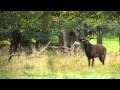 Brame du cerf à Dyrehaven. Combat fatal