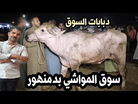 دبابات اللحم في السوق اسعار العجول الجاموس اللحم سوق المواشي بدمنهور   