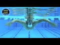 Breast stroke in profile with brenton rickard