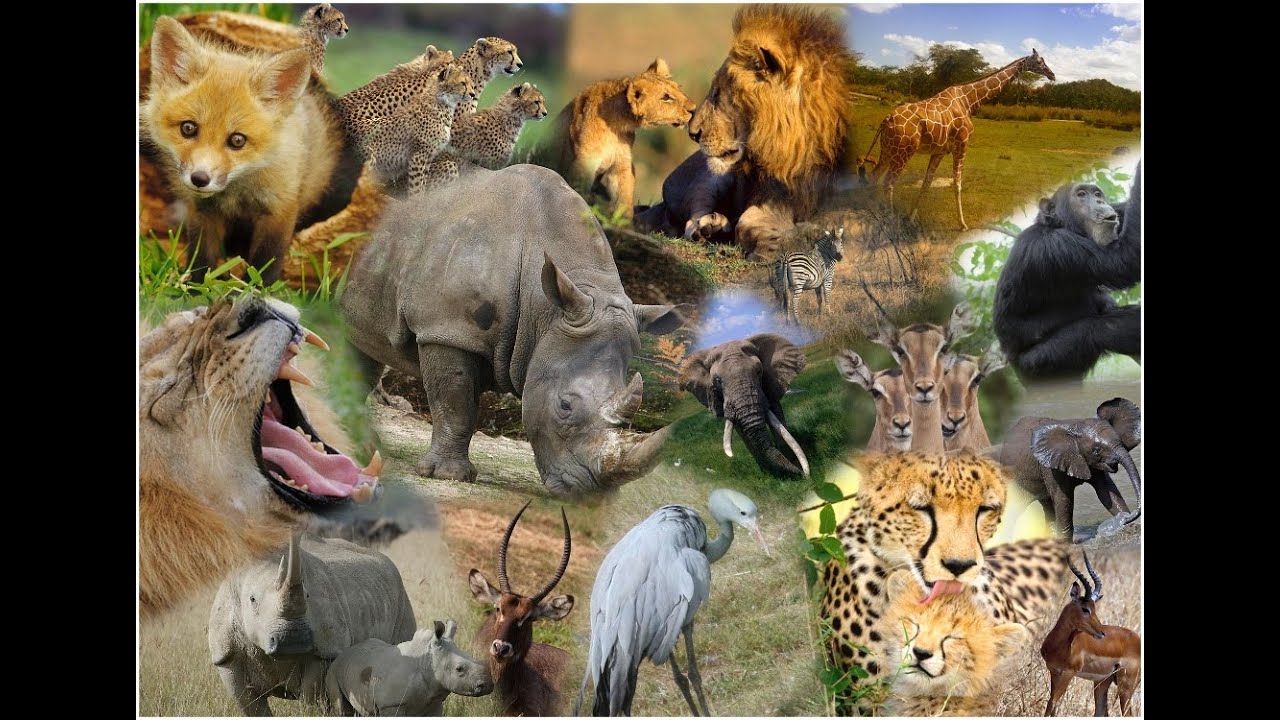 Где много звери. Животные коллаж. Разные животные на одной картинке. Дикие животные коллаж. Много зверей.