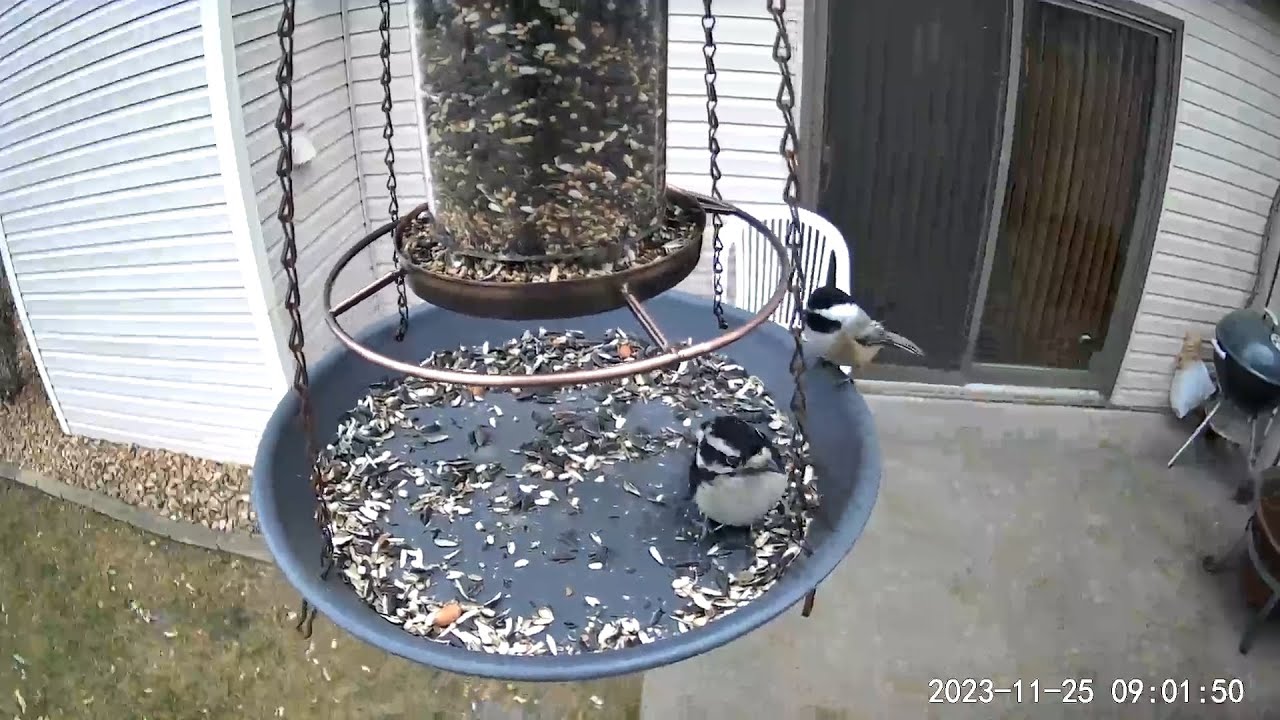 2023/11/25 - A Downy Woodpecker looks for peanuts with Black-capped
