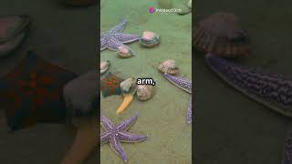 Things you didn't know about Starfish