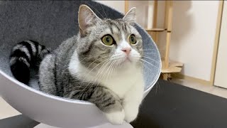 トムとジェリーを見ながらお留守番してる猫がかわいすぎたw Youtube