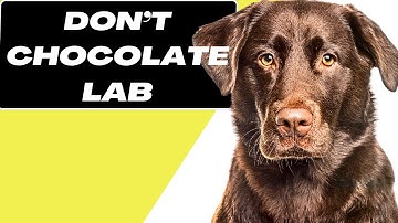 7 Reasons You SHOULD NOT Get a Chocolate Lab