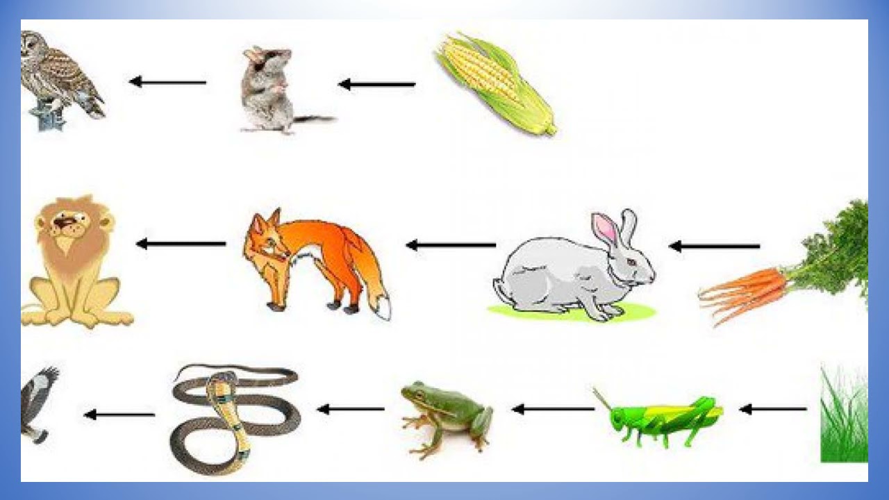 Все живое можно есть. Пищевая цепочка биология 6. Пищевые Цепочки 5 класс биология. Схема цепи питания животных. Цепь питания в тайге.
