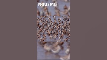 Hundreds of thousands of migratory birds foraged at the wetland of Yalu River