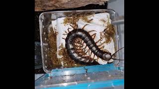 Darwin's Goliath Centipede (Scolopendra galapagonensis) rehousing