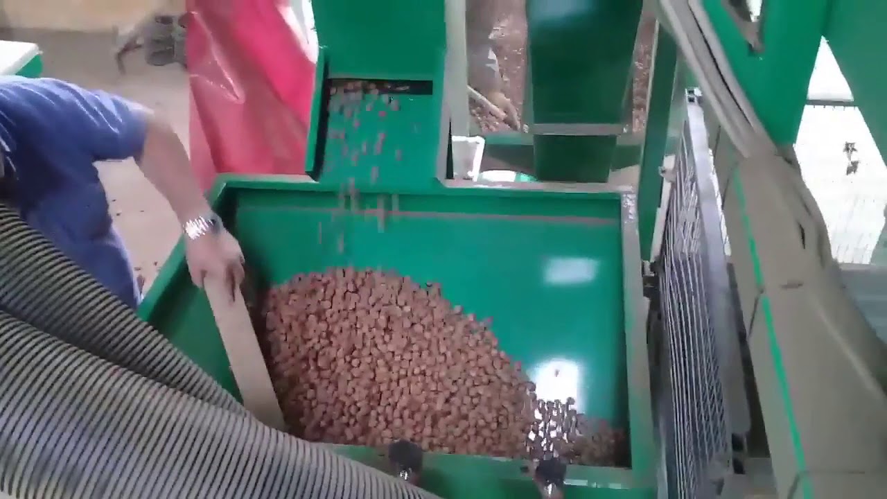 Processar avellanas Limpiado y Secado de Avellanas Europeas en Chile-GIAMPI