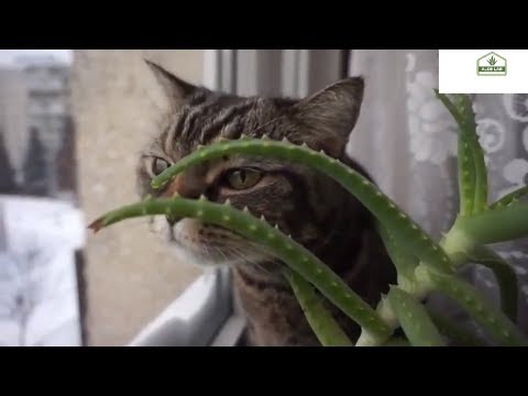 Video: Թունավոր բույսեր կատուների համար