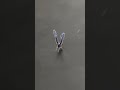 Variety insect #insect #trending #viral #youtubeshorts #videos