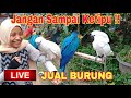 🔴 LIVE INFO BURUNG SAMBIL NGOBROL DAN MUSIK MUSIK