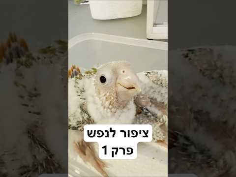פרויקט ציפור לנפש חוזר לסיבוב נוסף. #תוכים #חיילים