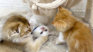 Little kittens having fun  fighting, playing, hiding and catching up