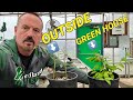 Hardwood blueberry propagation update  greenhouse or not