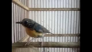 tledekan mini trotol spesial