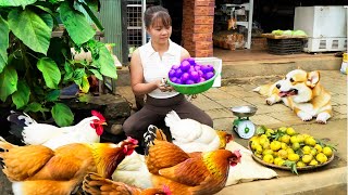 Harvest Vegetables  Bring Chickens & Geese Goes to market to sell | Phuong Daily Harvesting