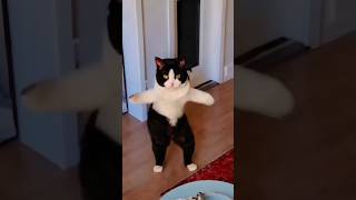 cat🐱dance #dance #music #moj #funnyvodeo