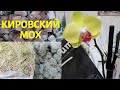 Шикарный Кировский мох сфагнум/Орхидея уценка