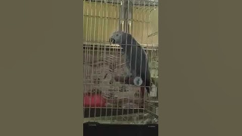 ماشاء الله ببغاء يقرأ (سورة الأخلاص) كاملة
