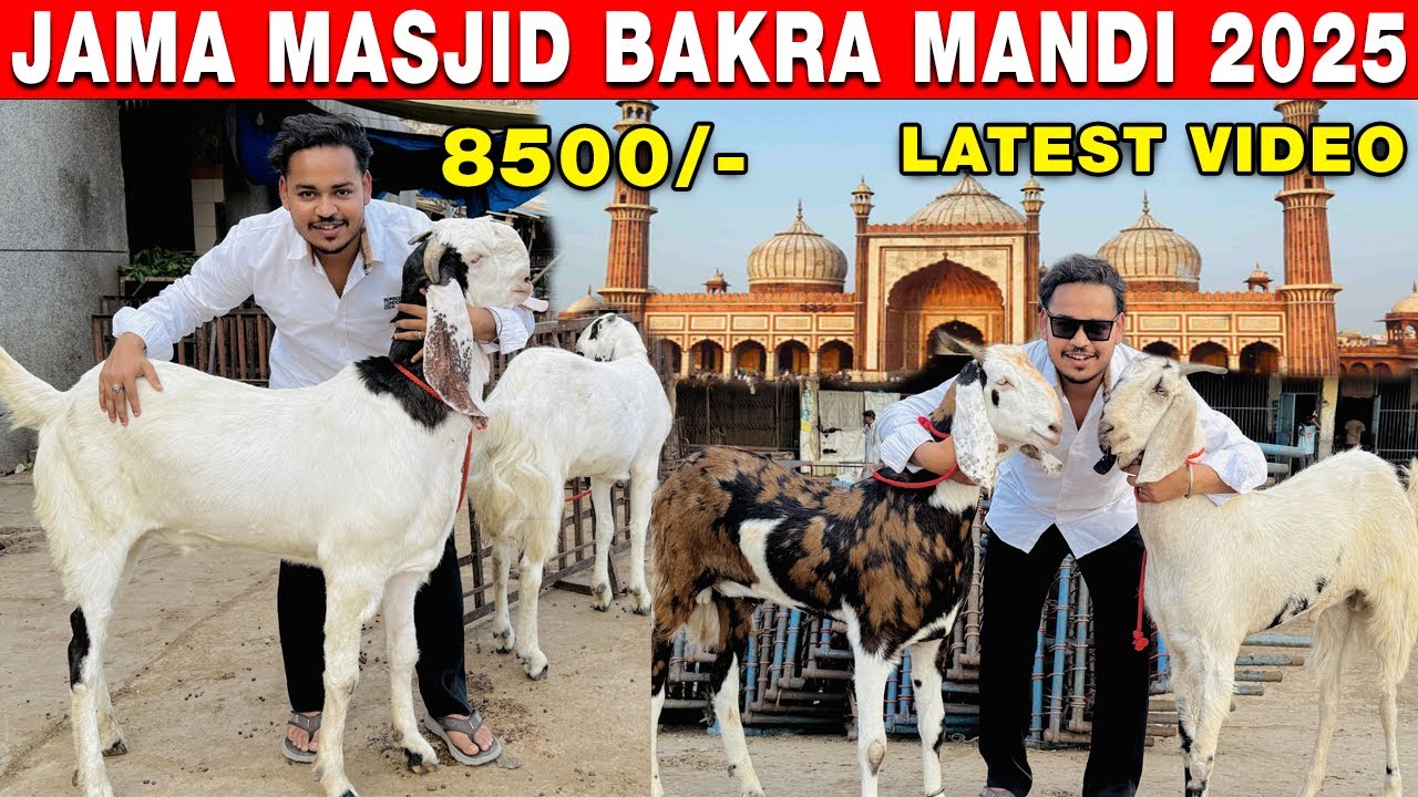 JAMA MASJID BAKRA MANDI 2025 | DELHI BAKRA MANDI 2025 | DELHI BAKRA MANDI