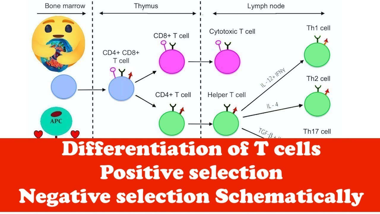 Negative And Positive Selection Of T Cells Negative Selection