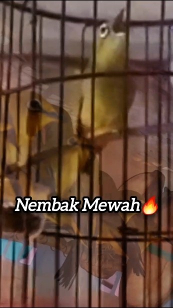 Pleci Dakun Nembak Isian Mewah🔥#chimvanhkhuyen #kicaumania #plecimania #plecigacor #pleci #pcmi