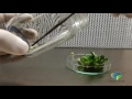 Orquídeas, germinación, propagación y producción in vitro de phalaenopsis spp