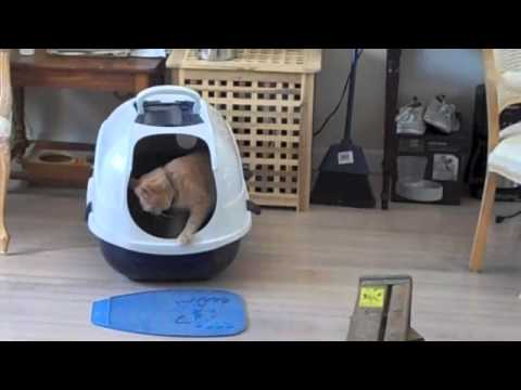 orange-taby-cat-using-the-litter-box-with-endless-cleaning