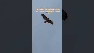 The Eagle Was Watching… The Snake Made a Fatal Mistake🪱🦅#shorts