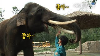 간식 주면 '좋아~'라고 말하는 코끼리가 있다?! | KBS 생생정보 100915 방송