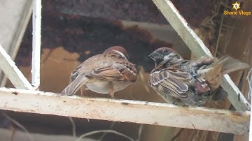 Sparrows LOVE LIFE