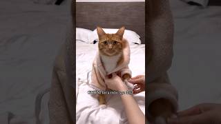 The little cucumber on her head at the end  #grwm #catlovers #viralreels #spaday #shorts