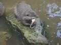 Otters eating mice