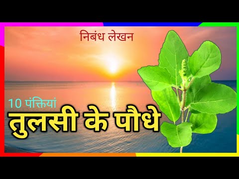 10 Lines on Tulsi Plant in Hindi | 10 Lines in Tulsi Tree | Facts Of Tulsi @ShubhYouber