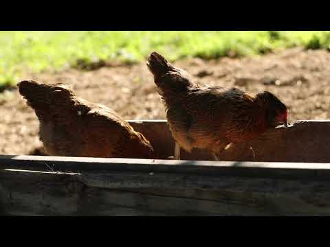 Country Feeds. Nutrena Poultry Feed. What's inside counts.