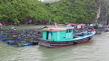 Làng Chài Cái Bèo , Du lịch Đảo Cát Bà khám phá Cái Bèo