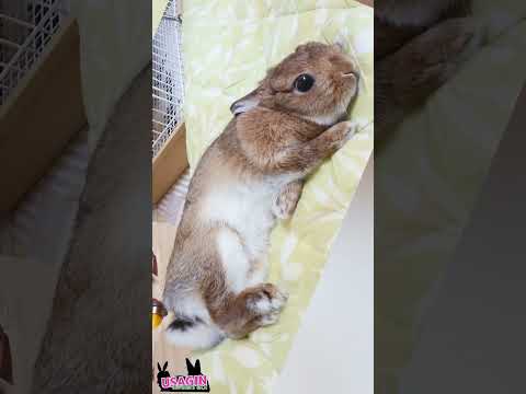 今日もウサギガオチテル🐰（白目がちのチロメちゃん）