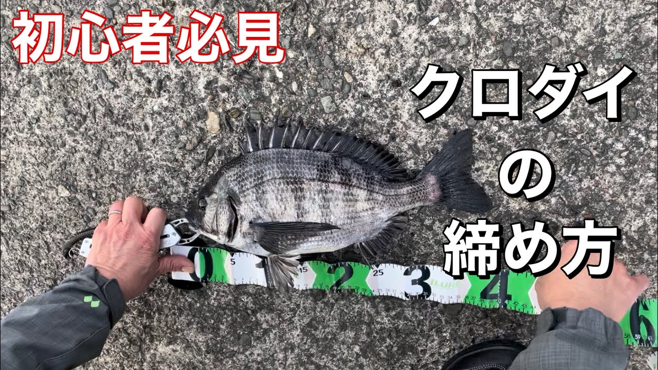 初心者必見 クロダイの締め方 釣り研究 2213 Youtube