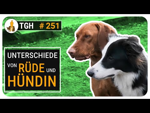 Video: Wie man einen Hundeurin-Geruch aus dem Teppich erhält