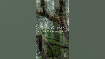 تلاوة خاشعة من سورة هود