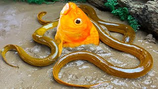 Big Goldfish Eating Eels - Stop Motion ASMR Relaxing Cooking Catfish Cuckoo A Lot Of Under Mud