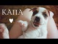 ЗАВЕЛИ ЩЕНОЧКА АМСТАФФА ♥ 1 МЕСЯЦ ♥