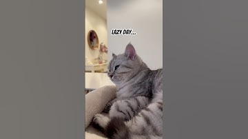 Lazy day! #cat #cats #catshorts #catsofyoutube #catvideos #shorts #oldies