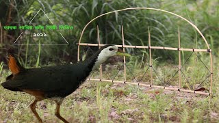 Amazing Breasted Waterhen bird trap || How To Make Bird's Trap 2021|| ডাহুক পাখির ফাঁদ তৈরীর ভিডিও |