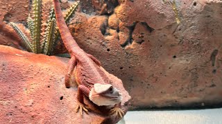 Lock your screen while watching this Max‘s first time eating hornworms 