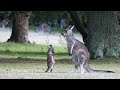 Kangaroo mothers day