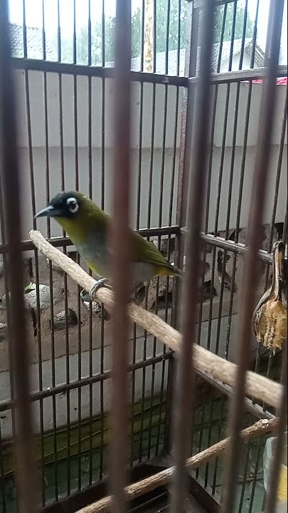 pleci kacamata topi hitam gacor nagen