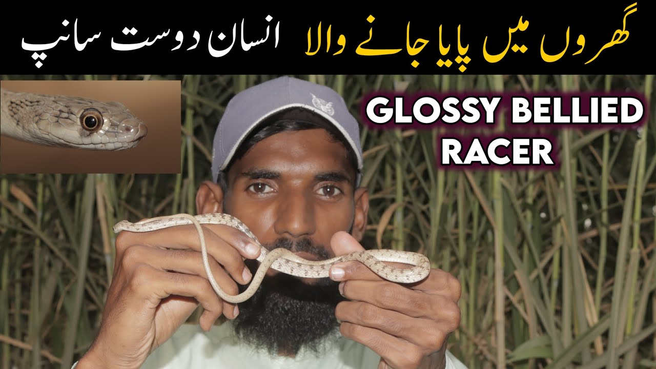 Snake Multan Snakes of Multan - Glossy bellied racer Documentary - YouTube
